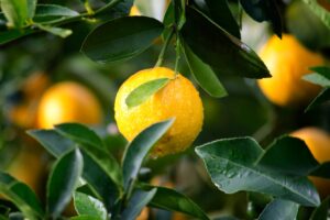 Close-up of a ripe lemon with dewdrops surrounded by green leaves, symbolizing freshness and vitality.